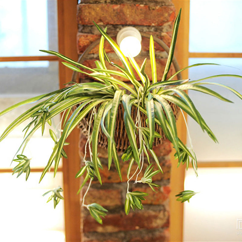 Jolla Rattan Wall Basket